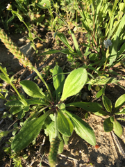 Plantago virginica