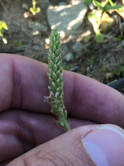 Plantago virginica