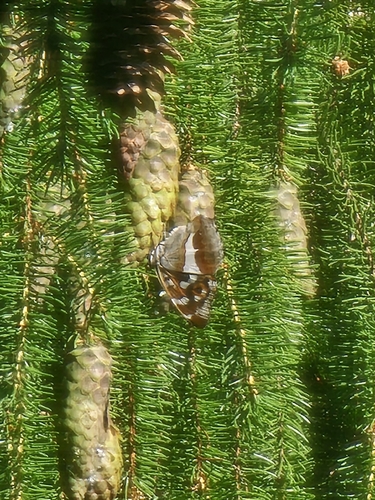 Purple Emperor