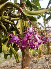 Myrmecophila tibicinis