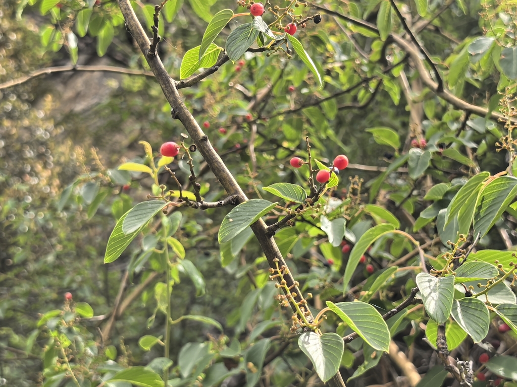 Berchemia yunnanensis