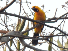 Icterus gularis