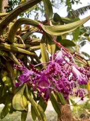 Myrmecophila tibicinis