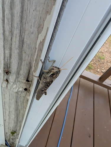 Gray Bird Grasshopper