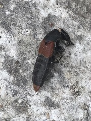 Platydracus phoenicurus