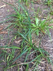 Carex californica