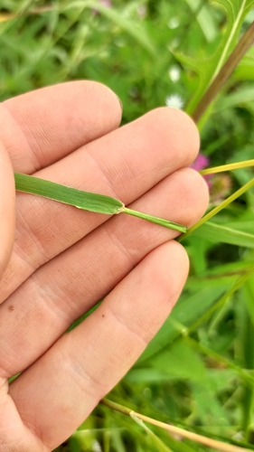 Lolium pratense, photograph 6