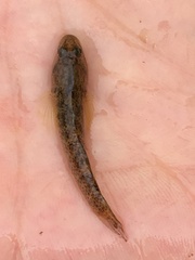 Rhinogobius