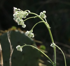 Hymenopappus