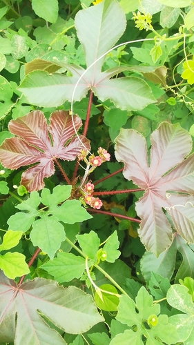 Bellyache Bush