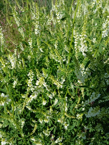 White Sweetclover