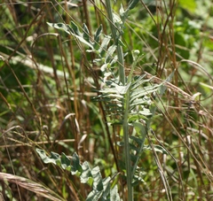 Hymenopappus