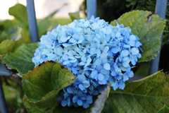 Hydrangea macrophylla