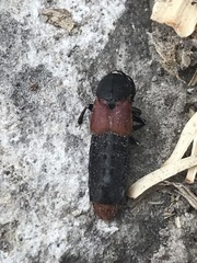 Platydracus phoenicurus