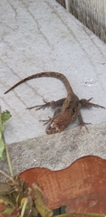 Anolis sagrei