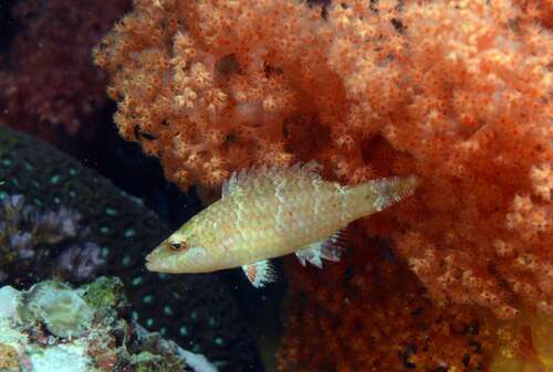 Oxycheilinus orientalis observed 2026-07-09