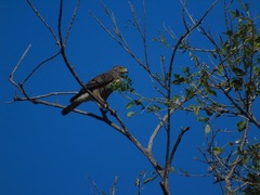 Rupornis magnirostris