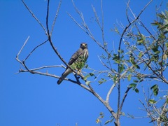 Rupornis magnirostris