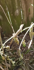 Anolis sagrei