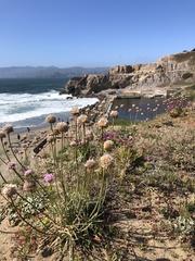 Armeria maritima californica
