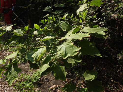 Solanum torvum