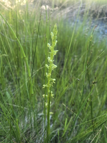 iNaturalist observation photo of Great Basin Bog Orchid