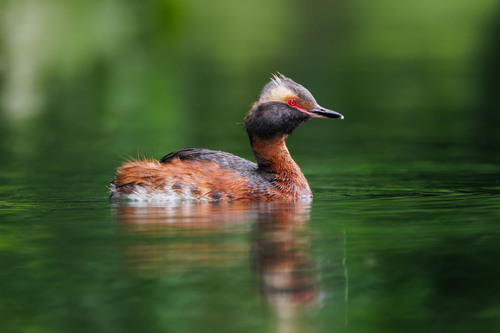Zampullín cuellirrojo (Podiceps auritus)