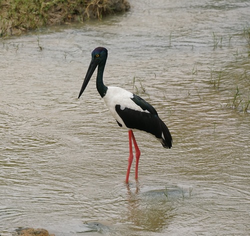 Black-necked Stork (Ephippiorhynchus asiaticus), photo 3