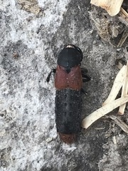 Platydracus phoenicurus