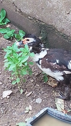 Domestic Muscovy Duck