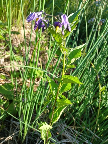 bittersweet nightshade