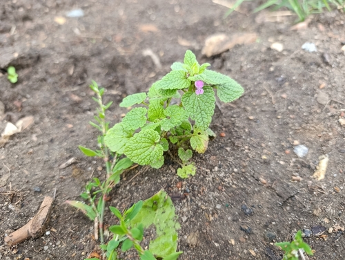 Наблюдение на iNaturalist