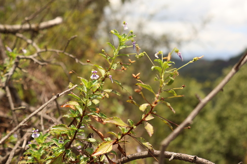 Hybanthus violet