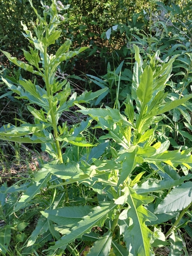 creeping thistle