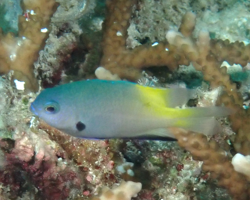 Pomacentrus nigromanus observed 2026-06-21