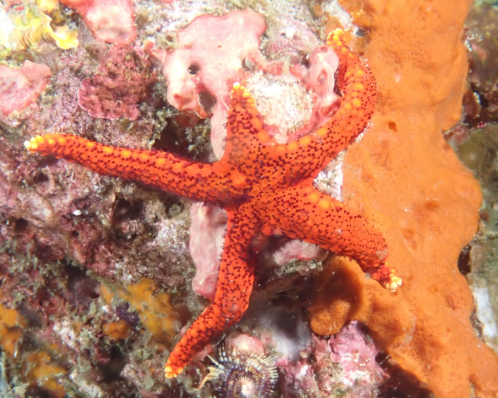 Armored Sea Star
