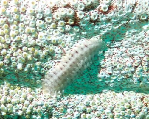 ナマコウロコムシ