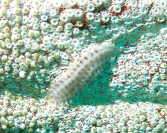 ナマコウロコムシ