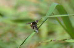 Bombylius albicapillus