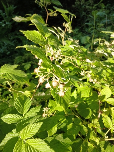 red raspberry