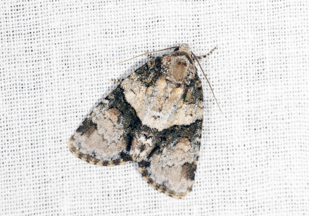 Cranionycta oda