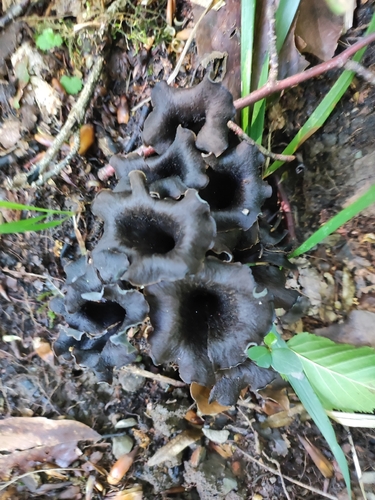 Horn of Plenty — Craterellus cornucopioides