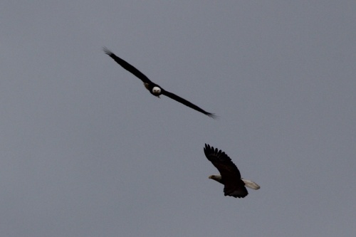 Bird in flight from below: reference photo 6 by Justin Flint