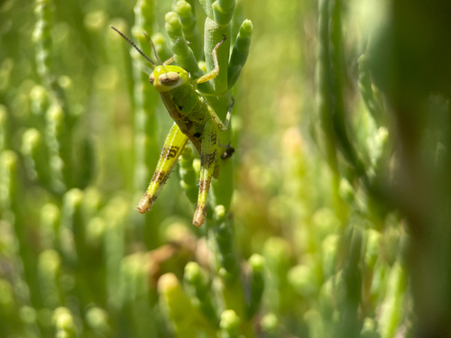 Heteracris adspersa