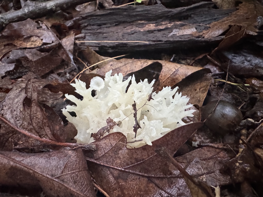 white coral jelly fungus · July 2026 · photo: Photo: (c) SiphonophoreSlinger, some rights reserved (CC BY) · iNaturalist