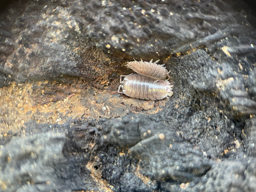Swift Woodlouse