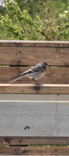 White Wagtail