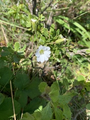 Cerastium viride