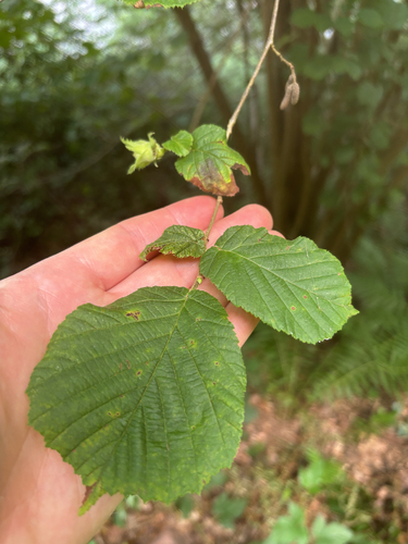common hazel