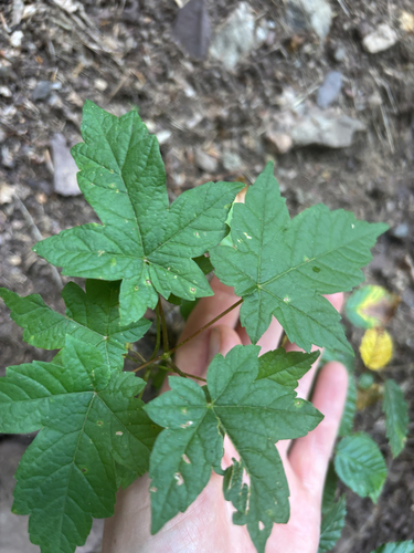 sycamore maple